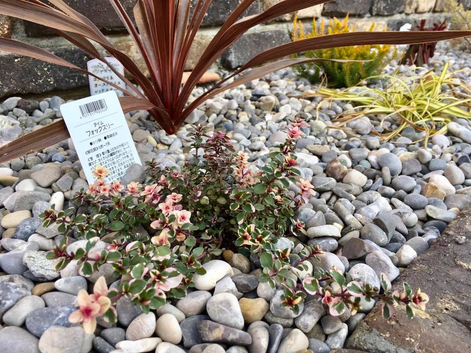 シンプル花壇の19冬 外構 庭 エクステリア 造園の創園舎 川西市 宝塚市